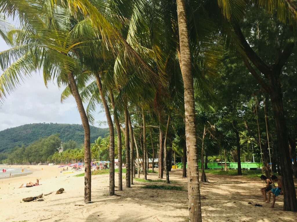 Kamala Beach trees