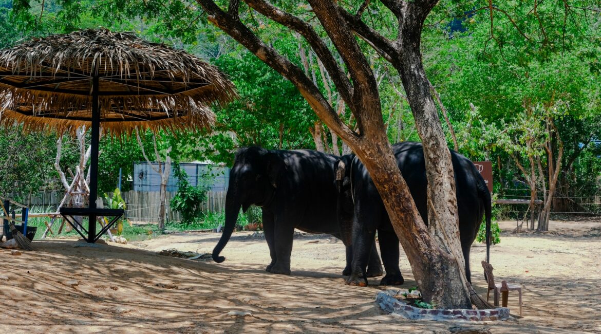 elephant sanctuary in Phuket