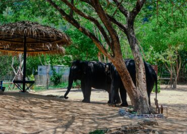 Best Elephant Sanctuary in Phuket 2026: Ethical Options Ranked